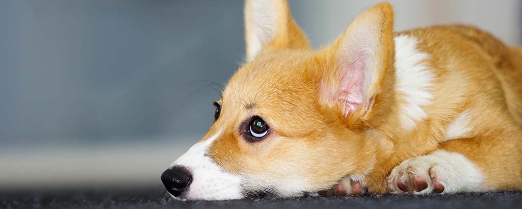 liten hund welsh corgi ligger på golvet