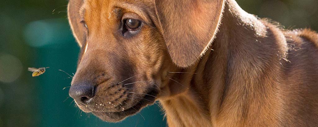 valp rhodesian ridgeback tittar på en geting