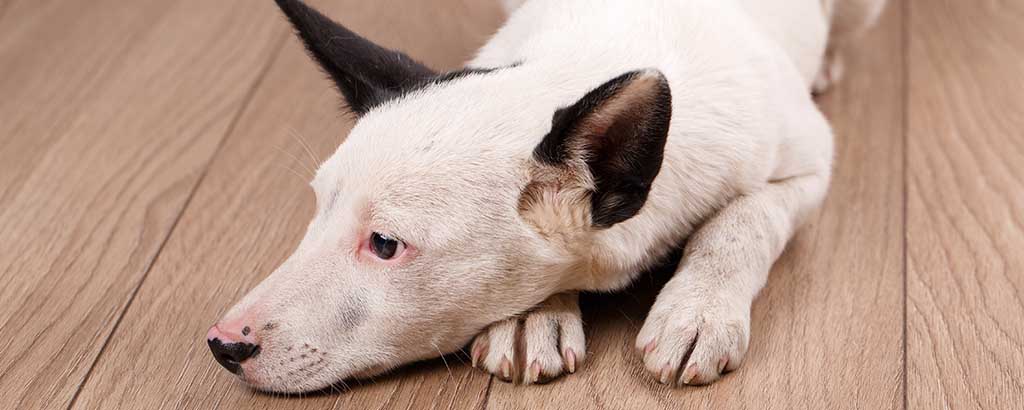 liten vit hund ligger på golvet