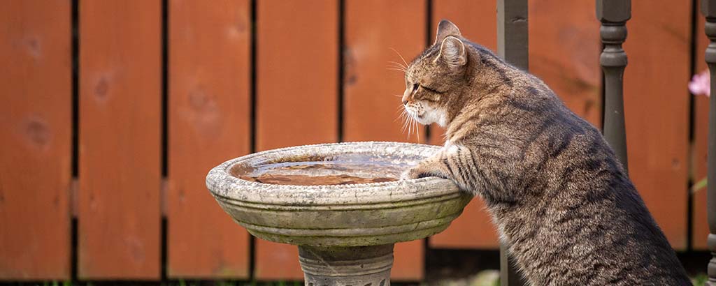 grå katt inspekterar ett fågelbad