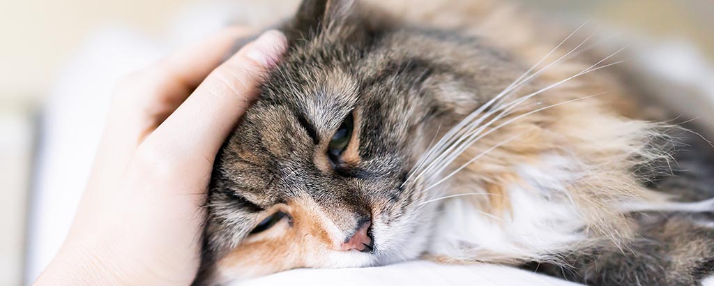 katt som myser och blir klappad av matte