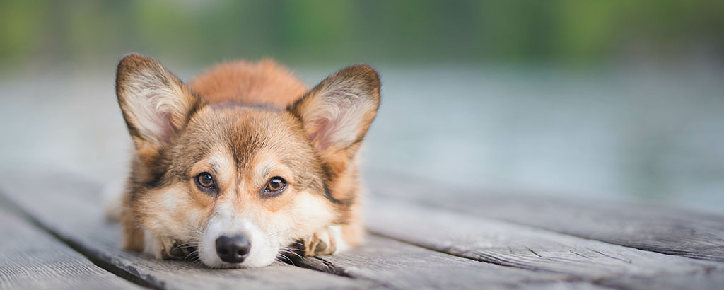 liten hund corgi ligger på en brygga