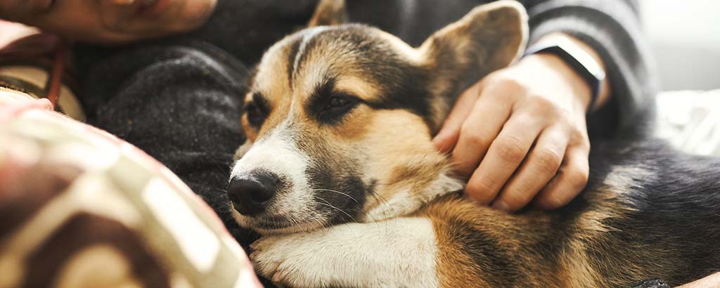 hund corgi myser med sin husse