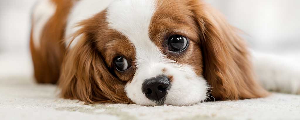 hängig hund cavalier king charles spaniel