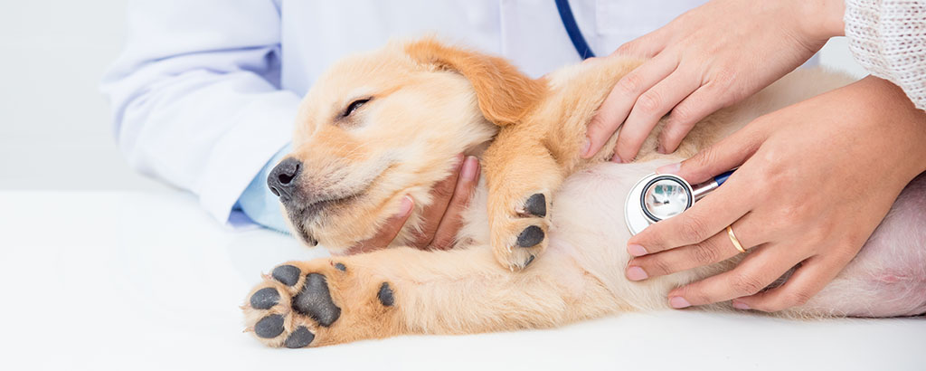 valp golden retriever hos veterinären