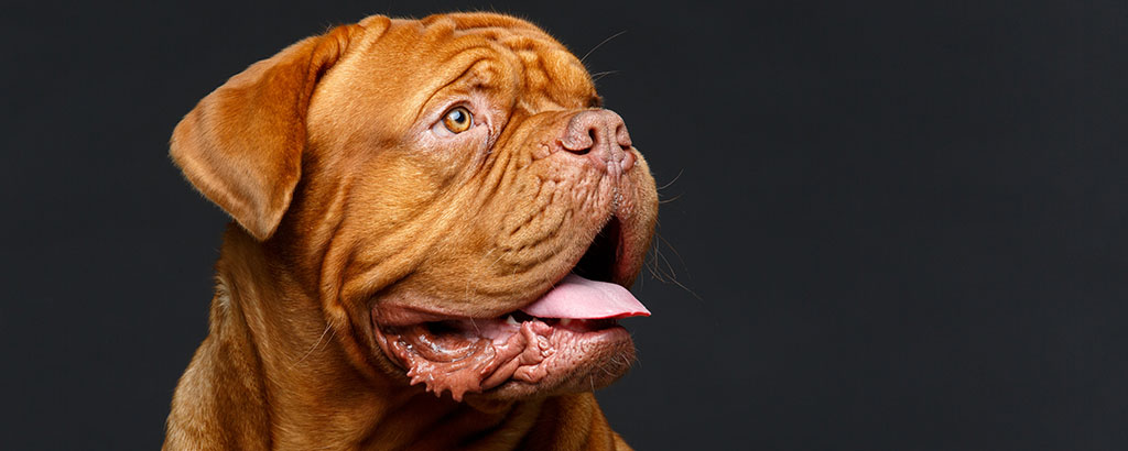 hunden i turner & hooch var en dogue de bordeaux