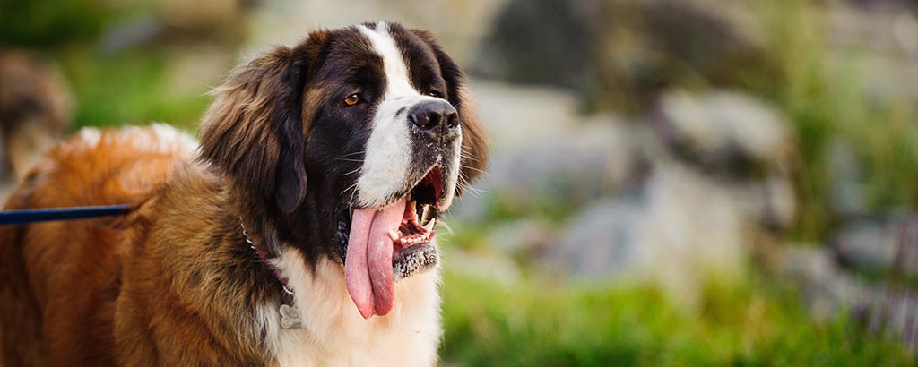 hunden Beethoven är en Sankt bernhardshund