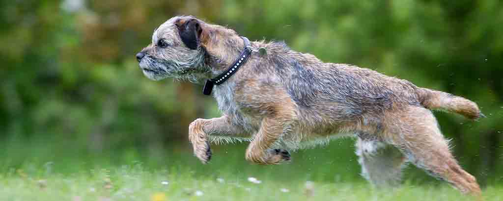 border terrier springer på en äng