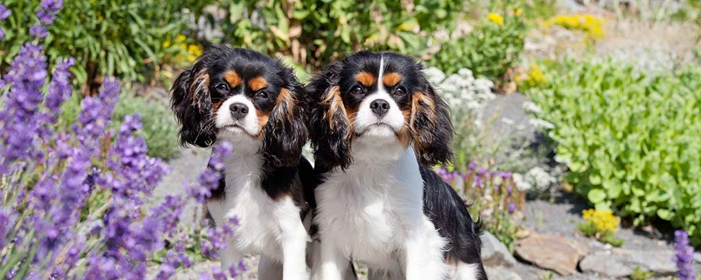 två söta cavalier king charles spaniel tricolor