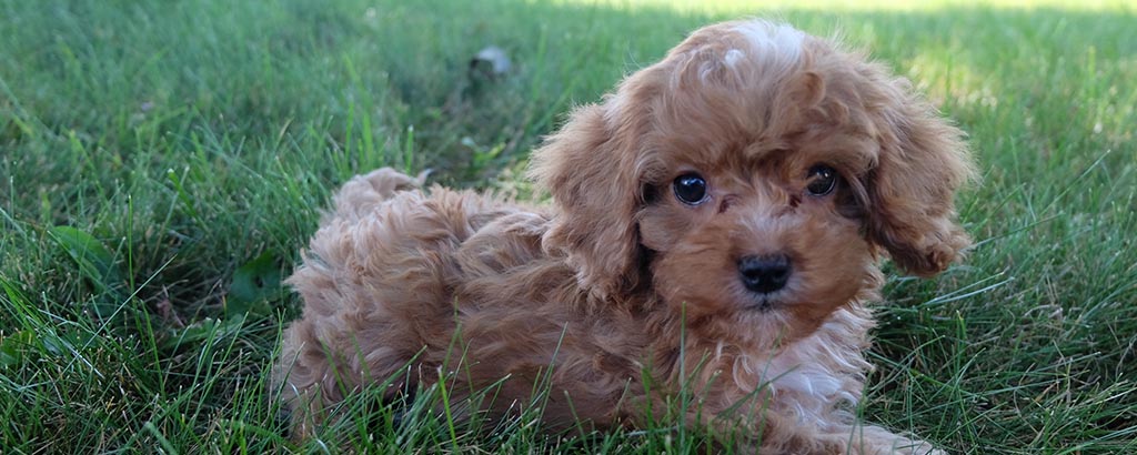 liten söt cavapoo valp ligger på gräset