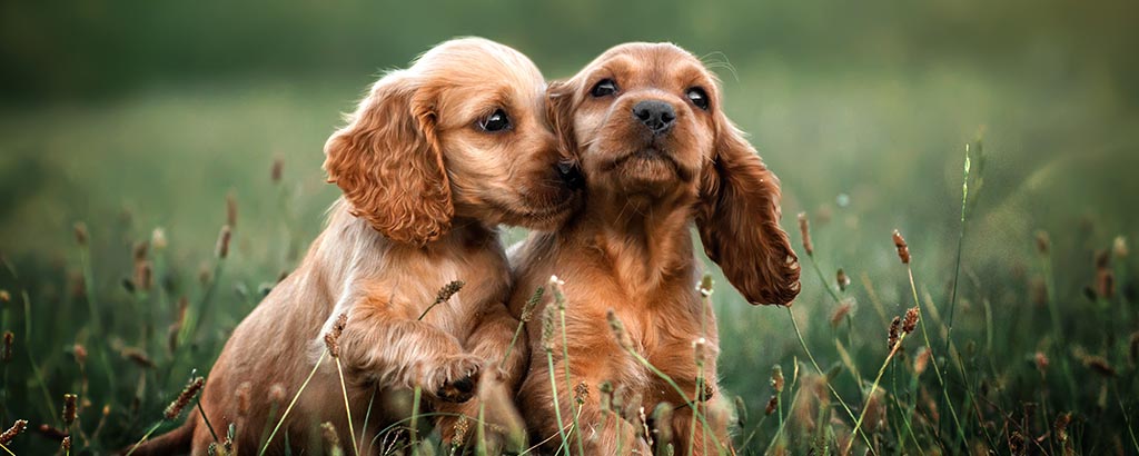 två valpar cocker spaniel sitter i gräset