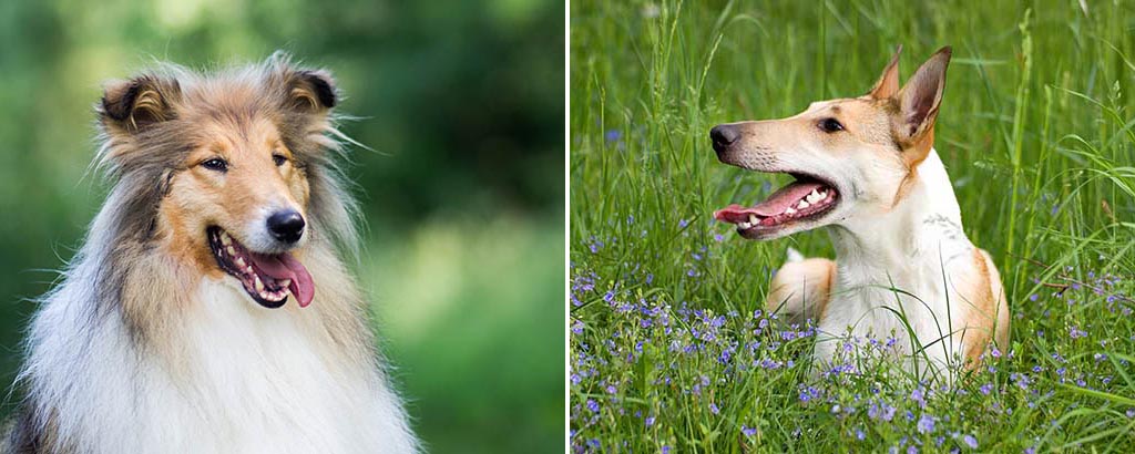 collie långhårig och korthårig