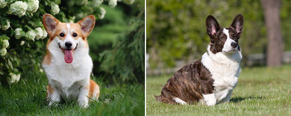 welsh corgi pembroke och cardigan