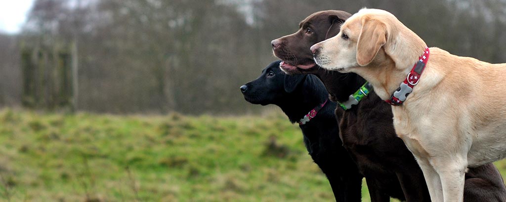 tre labradorer i olika färger utomhus