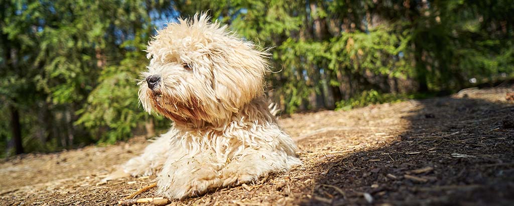 maltipoo vuxen hund ligger ute i solen