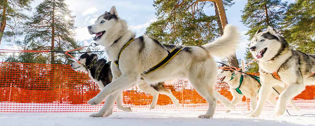 siberian husky i ett hundspann