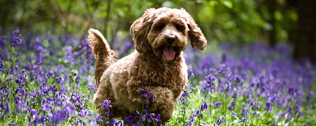 blandras cockerpoo leker på en äng med blommor