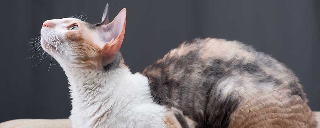 Kat Cornish rex tittar uppåt