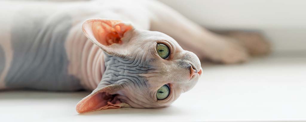 Sphynx katt tittar mot kameran