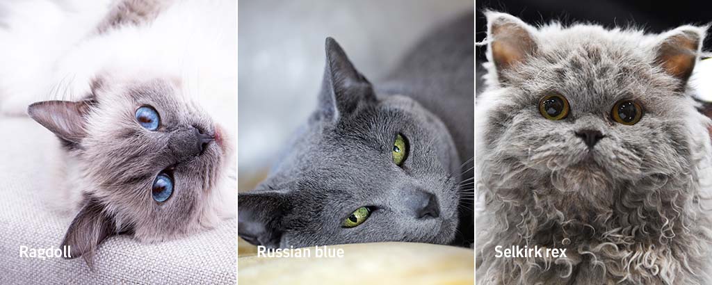 porträtt av ragdoll, russian blue och selkirk rex