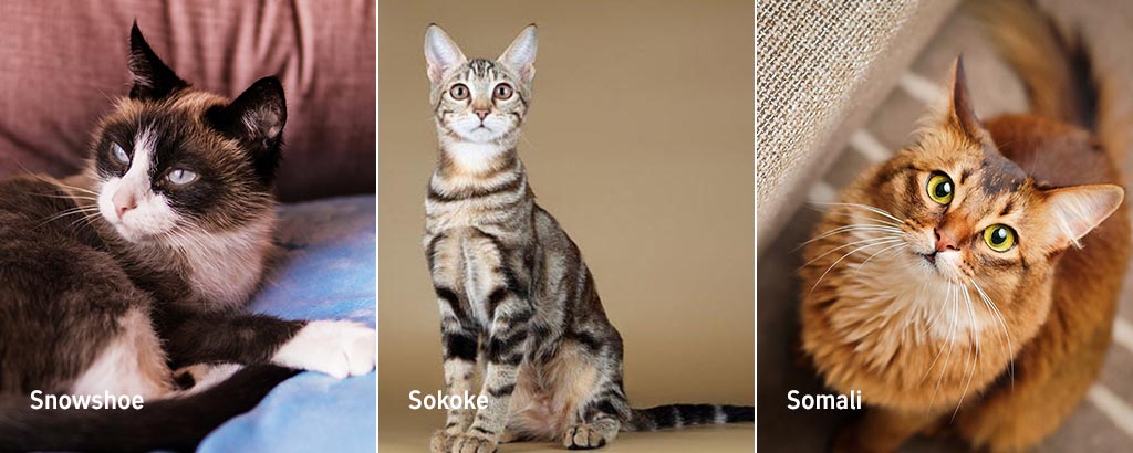 kattraser snowshoe, sokoke och somali