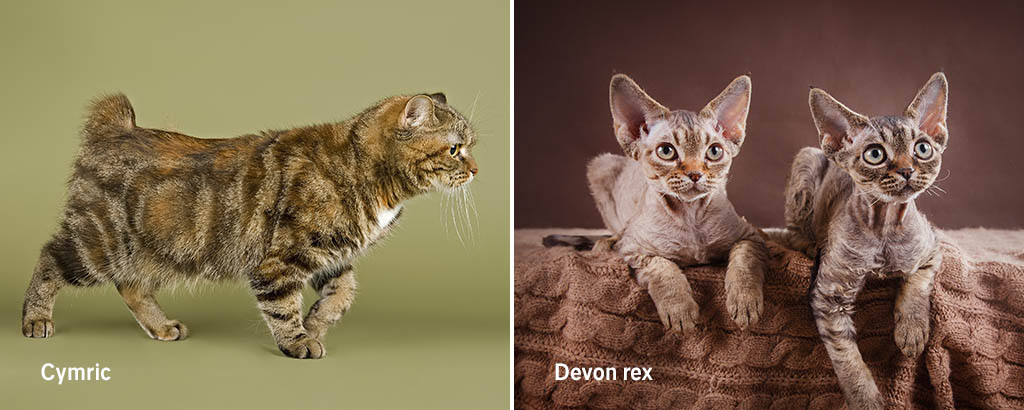 porträtt av kattraser cymric och devon rex