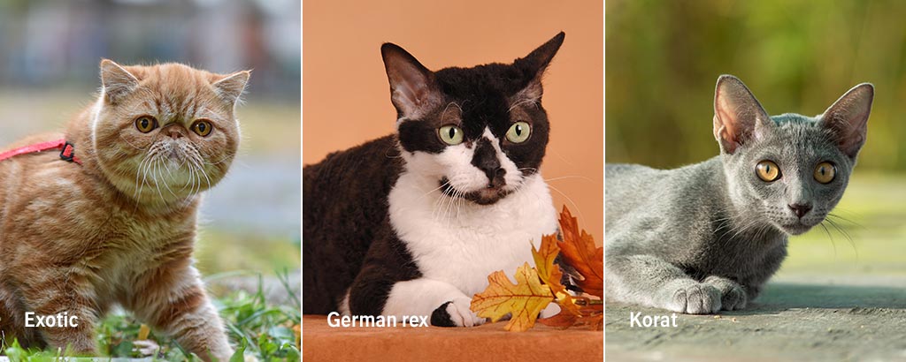 porträtt av kattraser exotic, german rex och korat