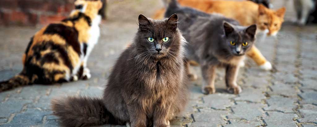 en grupp olika katter utomhus