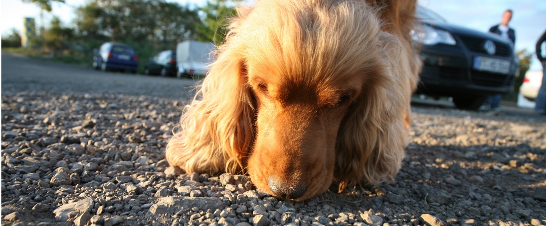 cocker spaniel nosar på marken närbild