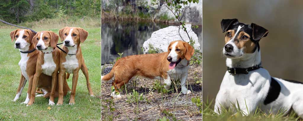 gotlandsstövare, drever och dansk-svensk gårdshund