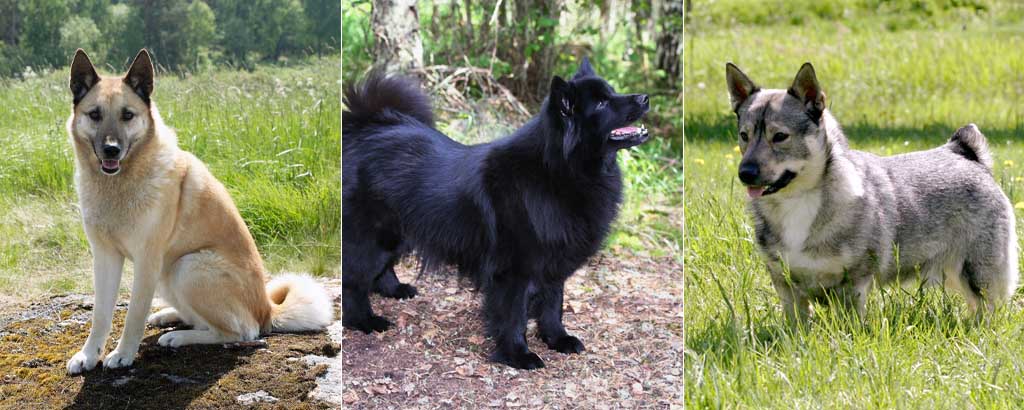 porträtt av hälleforshund, lapphund och västgötaspets