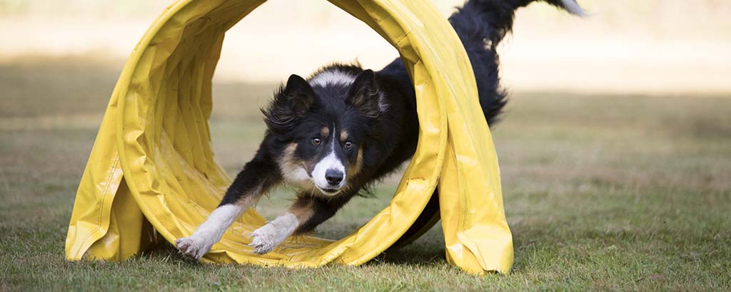 border collie på agilitybana i tunnel