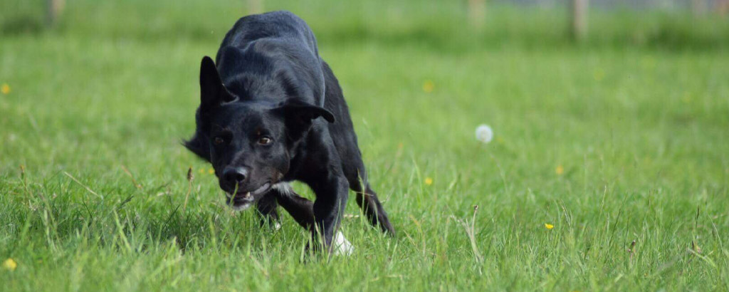 border collie som vallar får