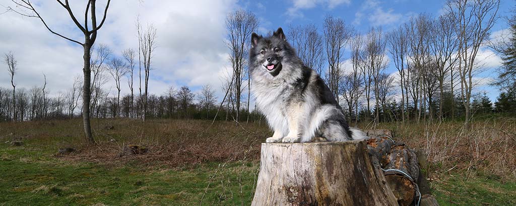 glad hund sitter uppe på en stubbe