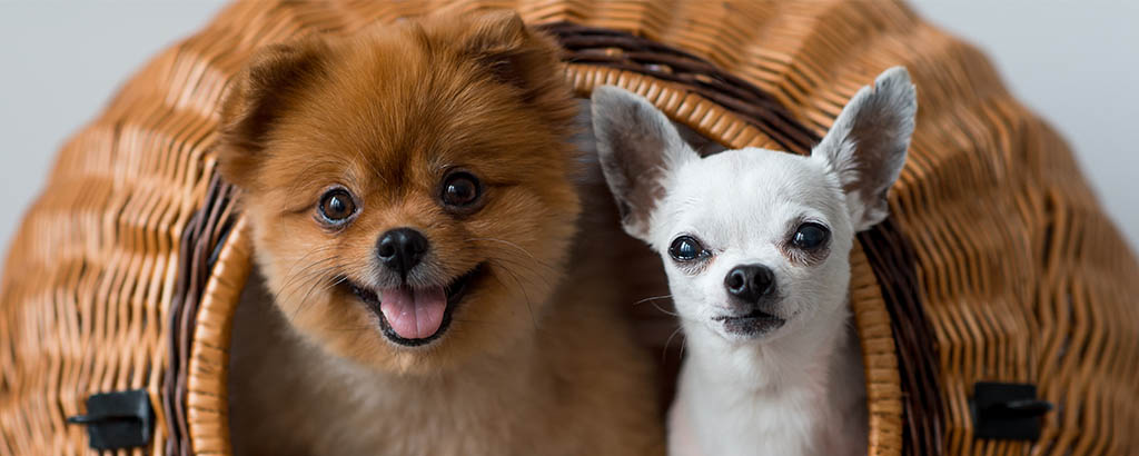 pomeranian och chihuahua sitter i en korg