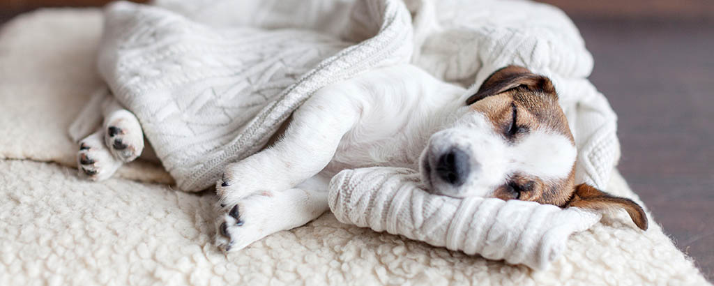 liten valp jack russell terrier sover på en hundbädd