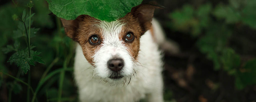 liten hund jack russell sitter under ett stort blad