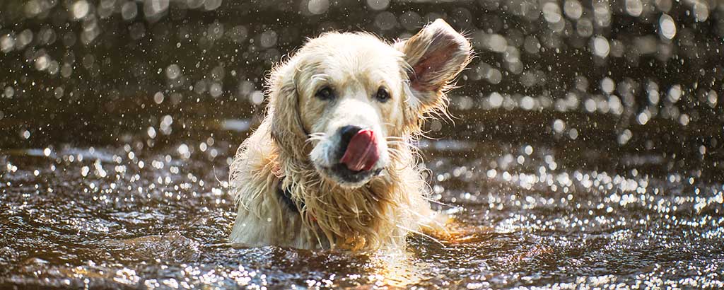 golden retriever badar