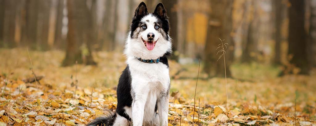 Svart och vit hund av rasen Jakutskaja laika