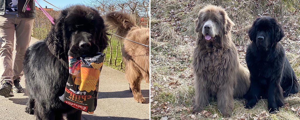 newfoundlandhunden Leo bär på en påse, porträtt på Leo och Teddy