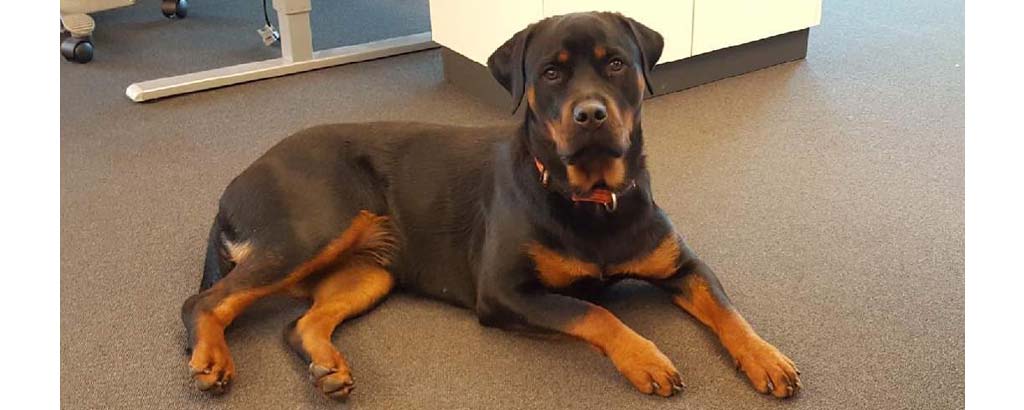 Rottweiler Ronja ligger på kontoret