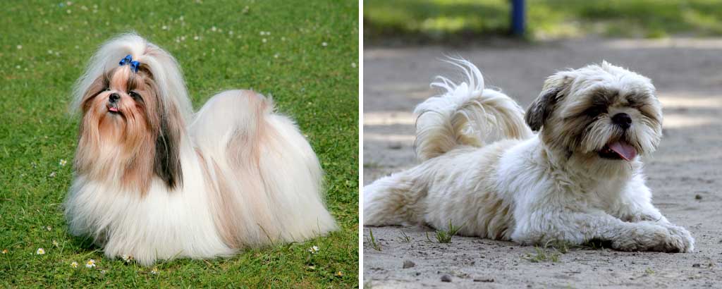 två porträtt på shihtzu, lång päls och klippt