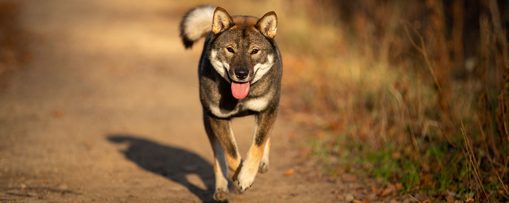 Hund av rasen Shikoku springer mot kameran