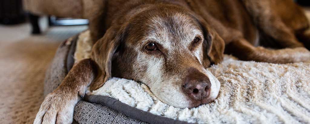 gammal hund ligger och vilar i sin bädd