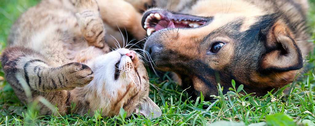 katt och hund leker tillsammans