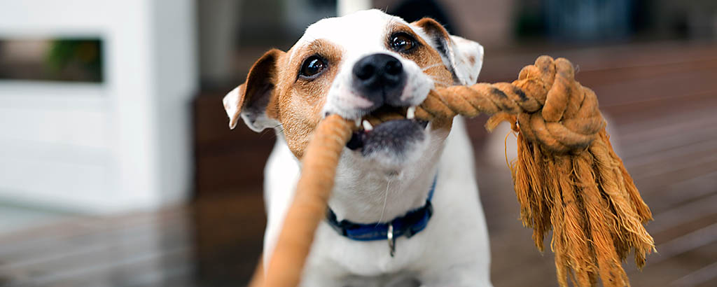 liten hund jack russell drar i ett rep