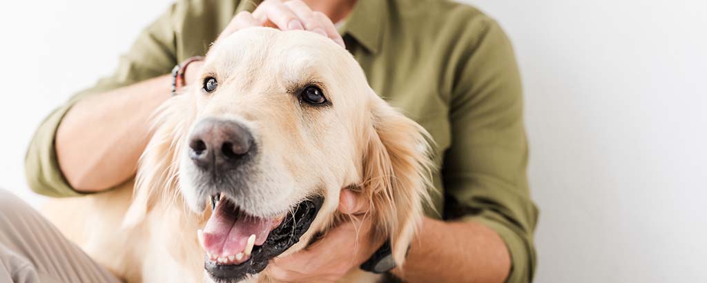 golden retriever med sin husse i soffan