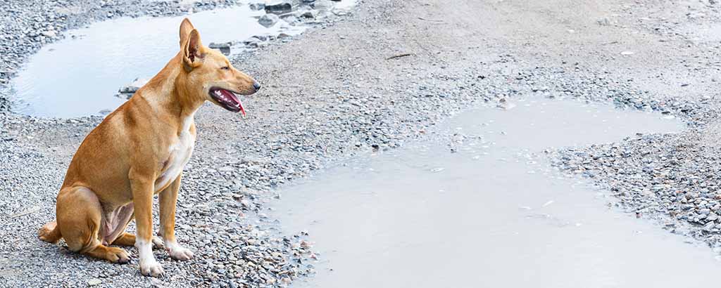 vilsen hund sitter utomhus