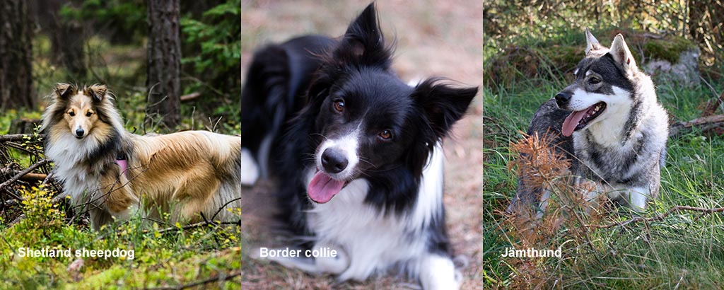 shetland sheepdog, border collie och jämthund