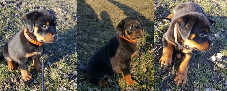 Rottweilervalpen Ronja